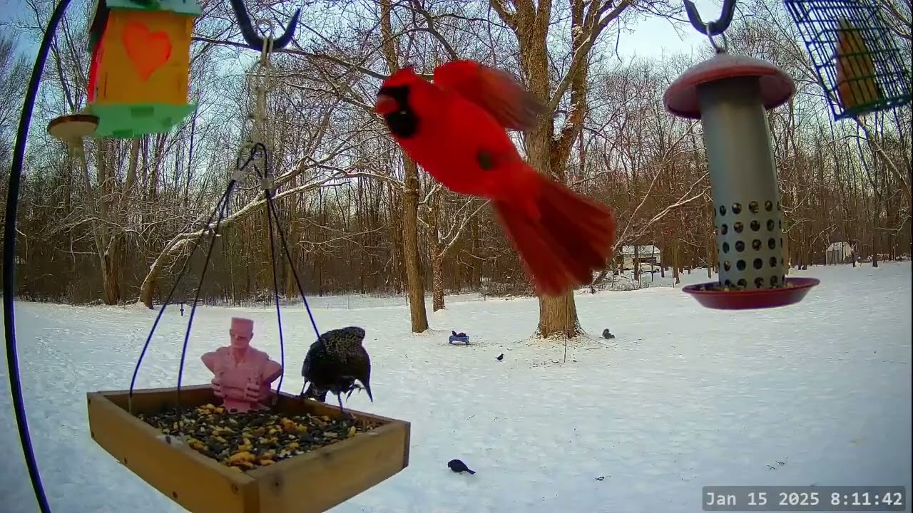 Winter Bird, Deer & Critter Cam