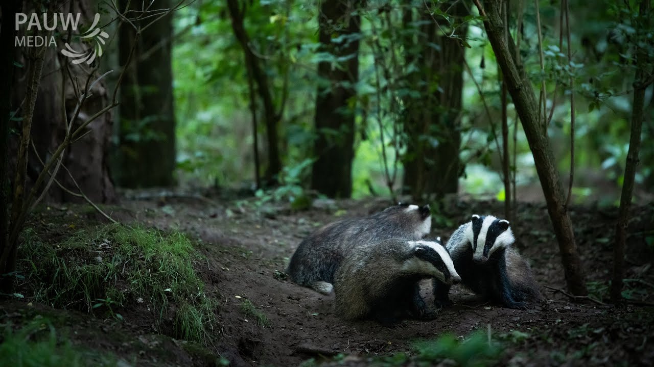 Spelende dassen | Playing badgers