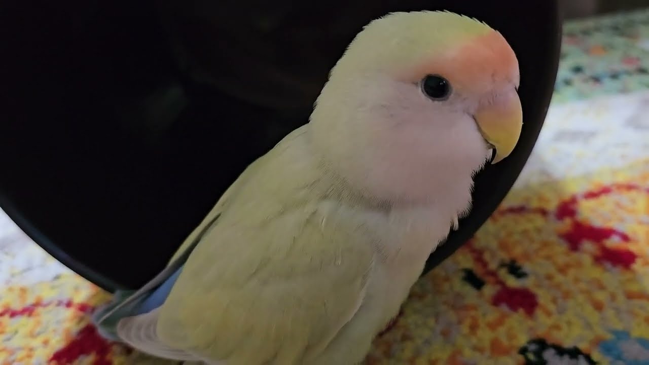 ゴミ箱の会長 