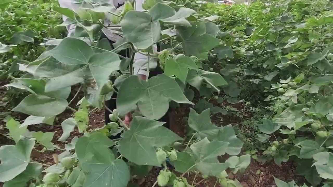 कापूस उत्पादक मित्रांनो, आता चिंता मिटली. विजेता कापूस वाण देणार हमखास अधिक उत्पन्न ✌️
