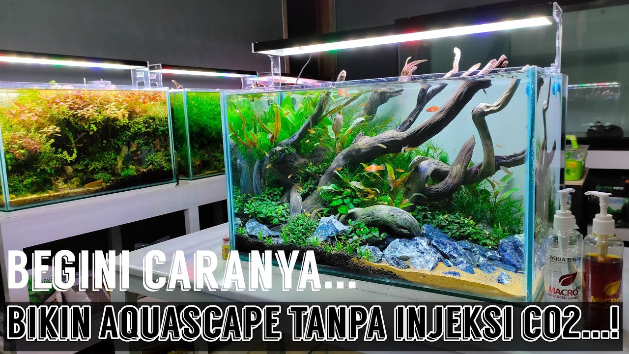 #219 Membuat Aquascape tanpa injeksi co2
