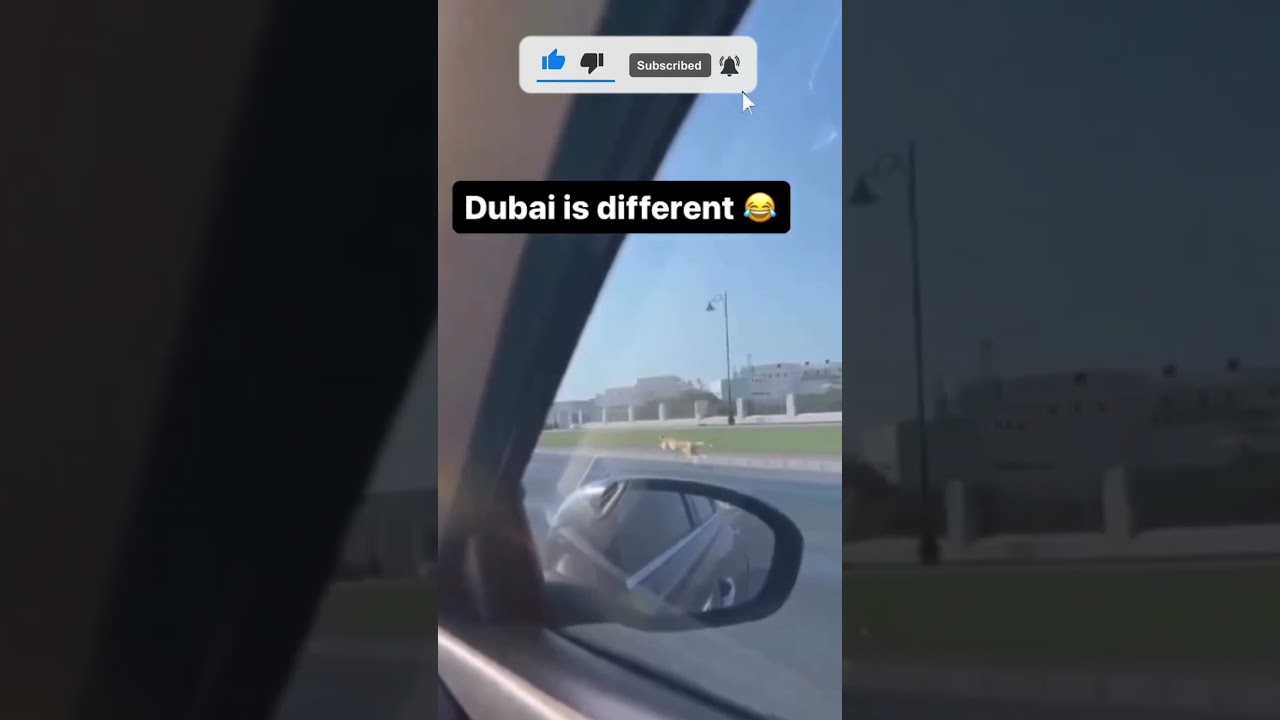 Wild Encounter: A Leopard's Roar Across #Dubai Streets!