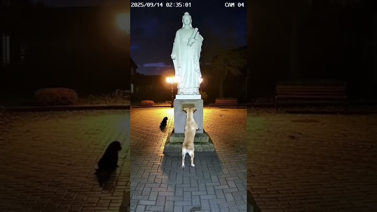 This stray dog's plea for her puppies is heartbreaking 💔🙏