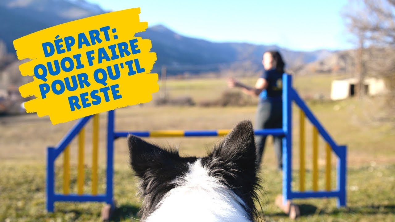 DEPARTS: comment faire pour que votre chien reste !