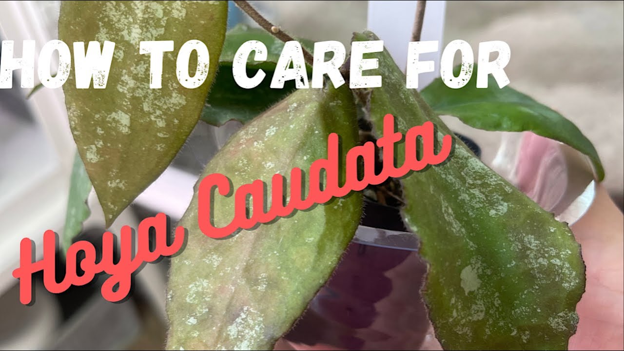 How To Care For Hoya Caudata/ General Care For Hoya Caudata Sumatra