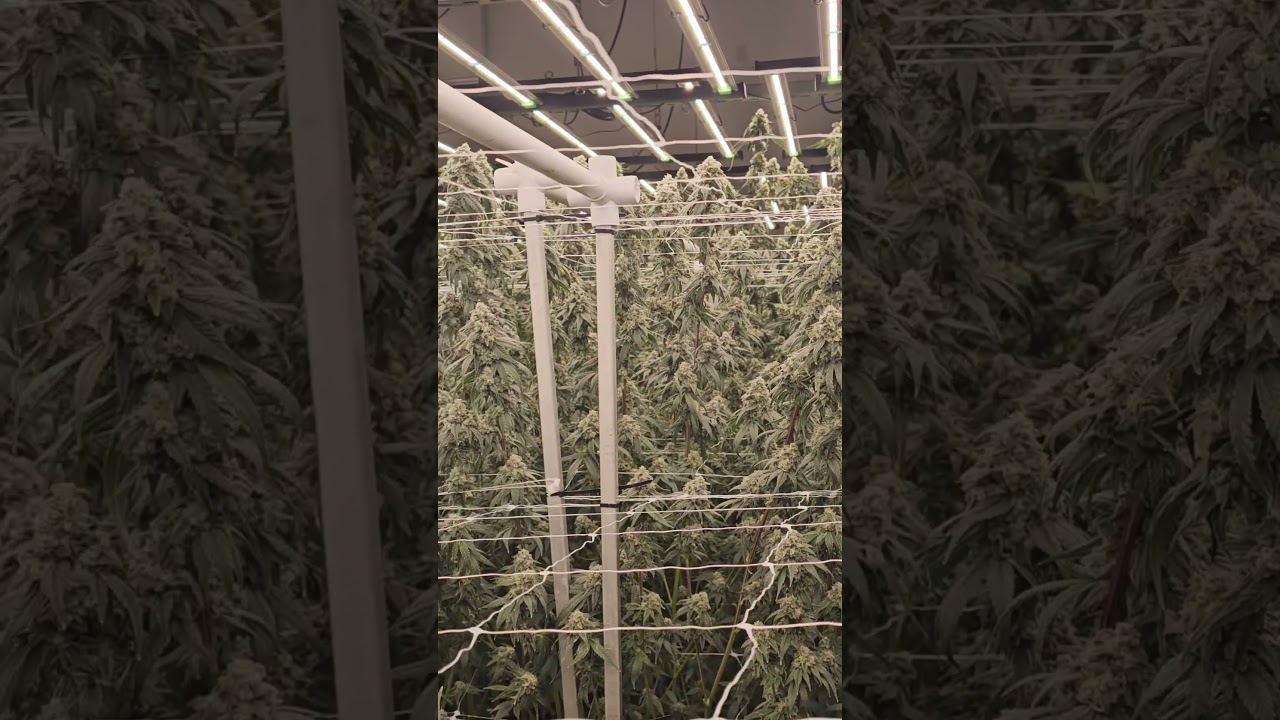 Indoor Grow Lighting Solution | Flexstar 800W PRO LED Grow Lights