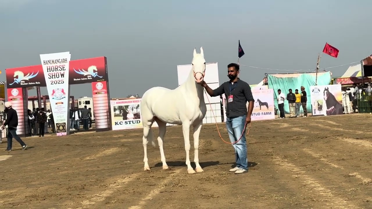 Hanumangarh Horse show 2025 competition, nukra horse ￼￼