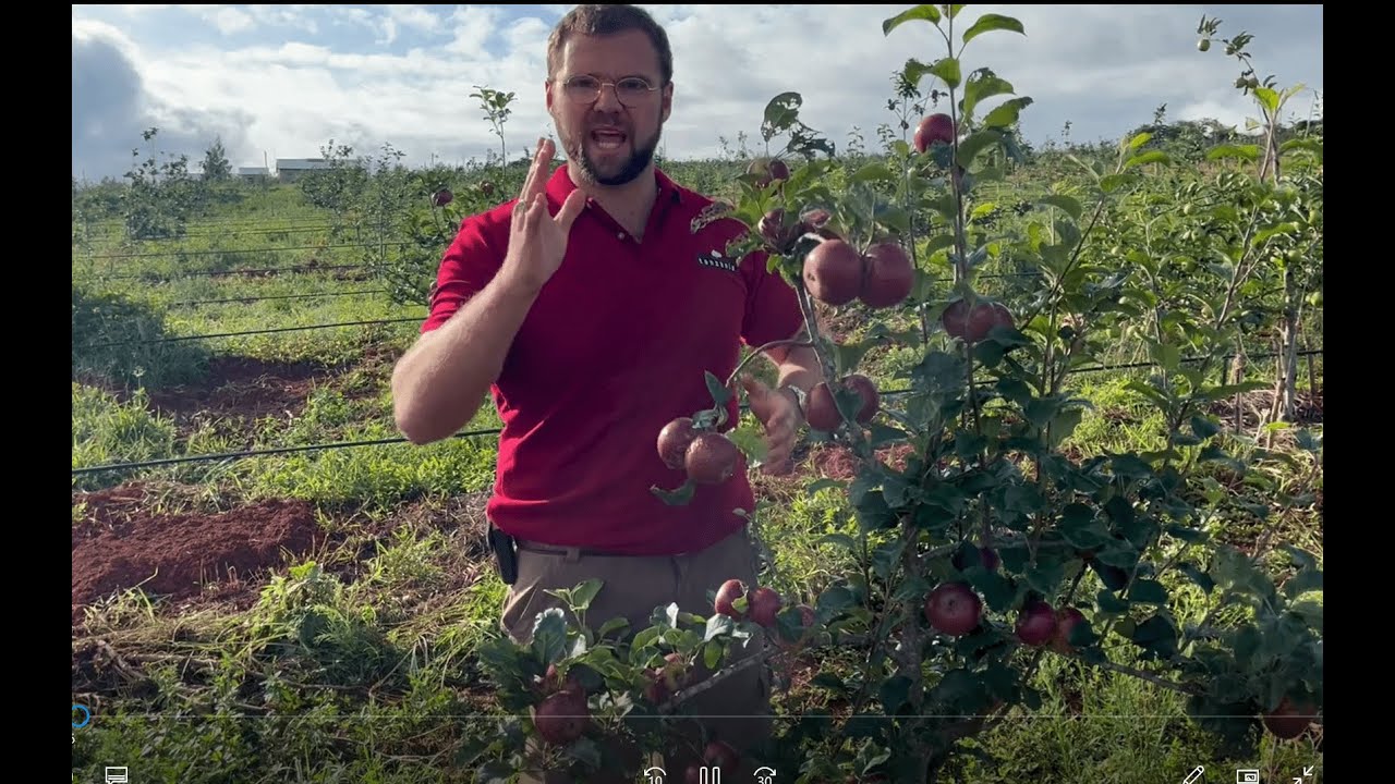 Harvest 100,000 Apples per Acre - Harvest Expectations for Apple Farming 🍎🍏