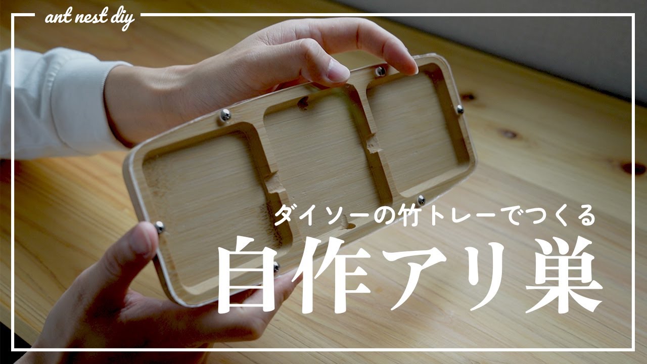竹のトレーで作る自作アリ飼育ケース【ダイソー100円工作】
