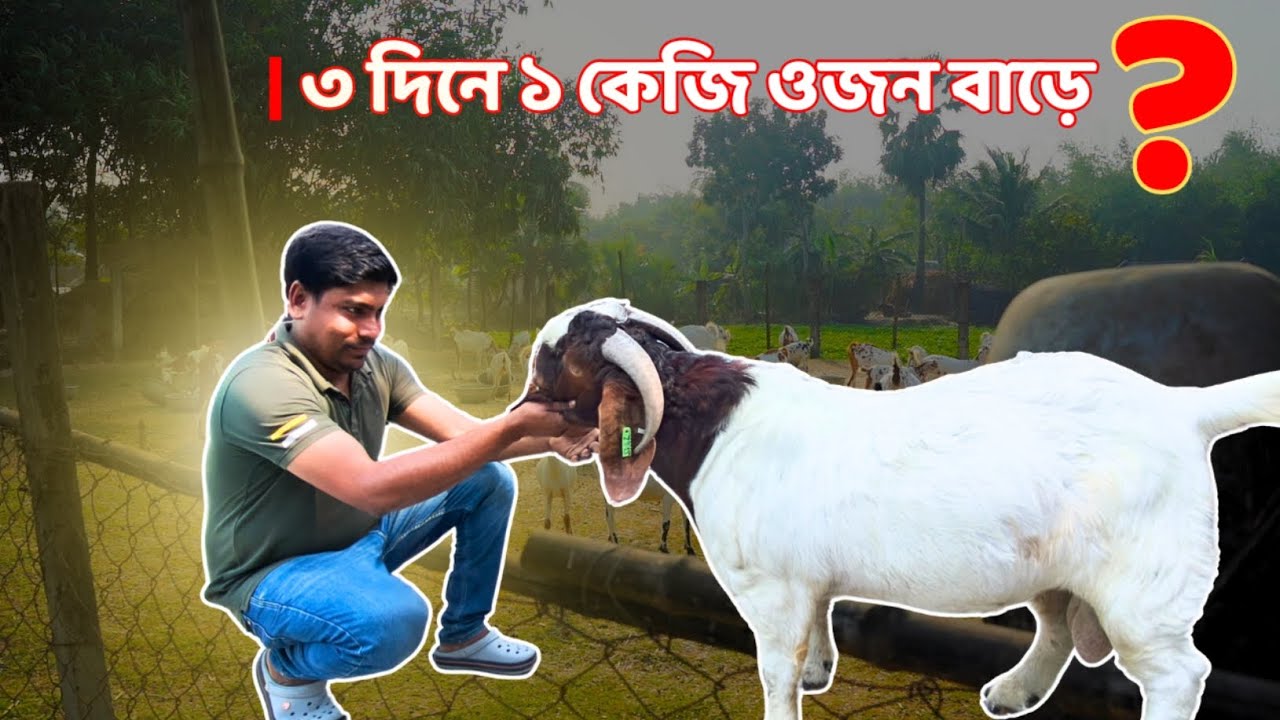 ৫ মাসে ৪৩ কেজি - Bengal Boer Farm - বোর ছাগল পালন পদ্ধতি - Boer Goat Farm in West Bengal