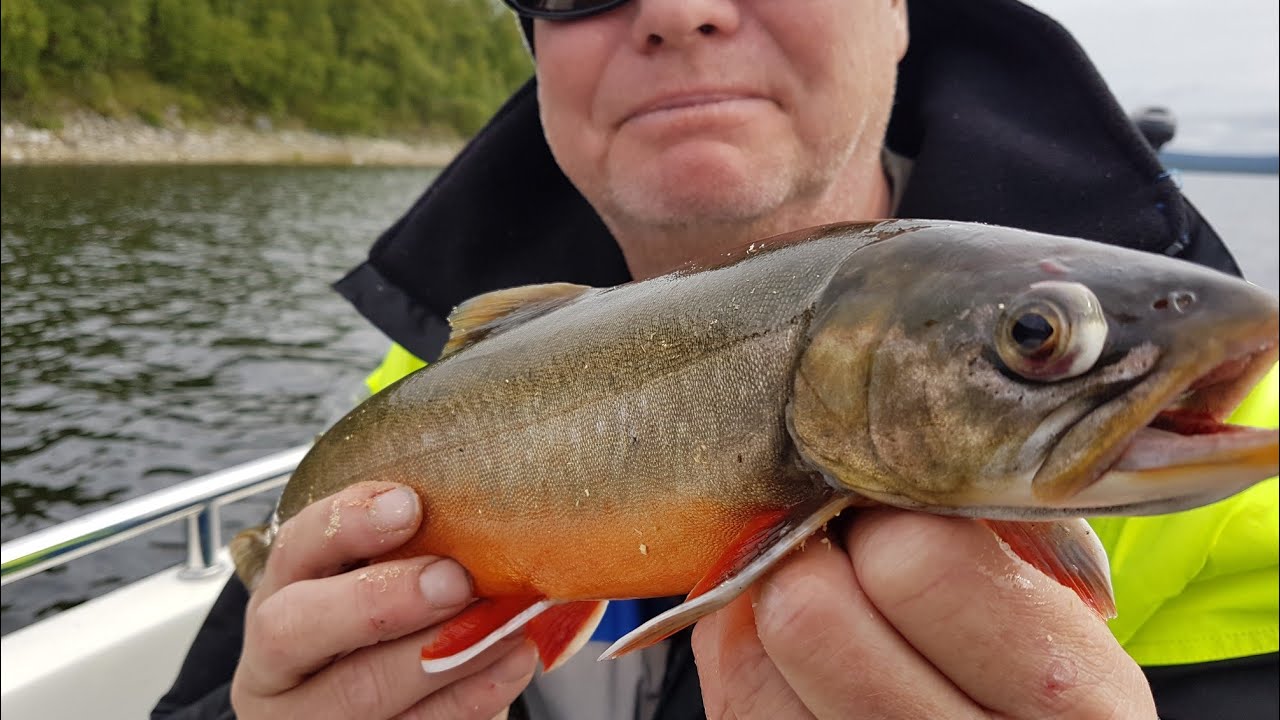 Fiske i ransarn 8 dagar i juli 2020