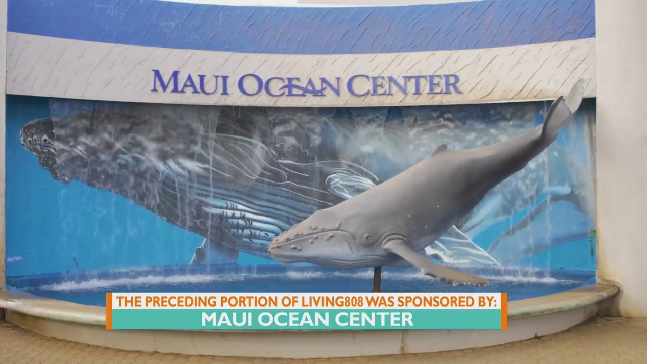 Whale Season with Maui Ocean Center