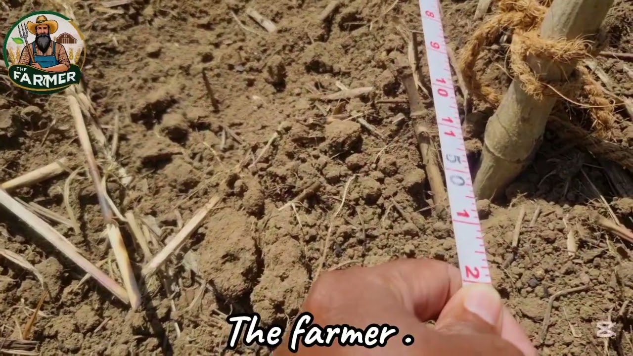 “පේර පැලයටත් භූමියටත් හරි පරතරය – වැඩි අස්වැන්නට රහස