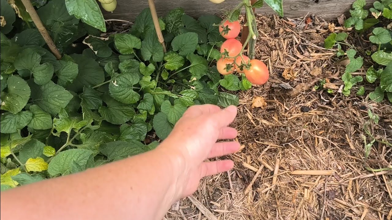 Harvesting Pink Tomatoes!  So Tasty!  Hyssop Anise & Our Olive Tree - Reverse Homesteading