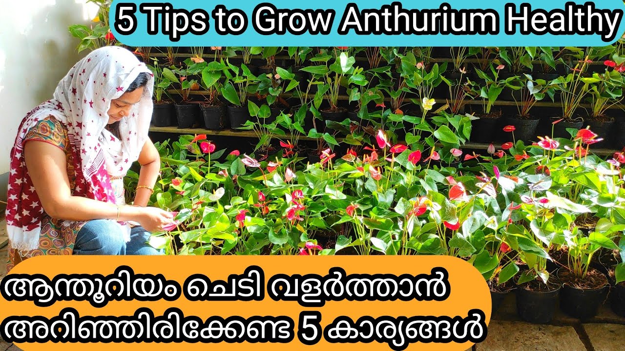 Anthurium Complete Care | 2 Fertilizers | Flowering Tips | ആന്തൂറിയം ചെടി പൂവിടാൻ 5കാര്യങ്ങൾ
