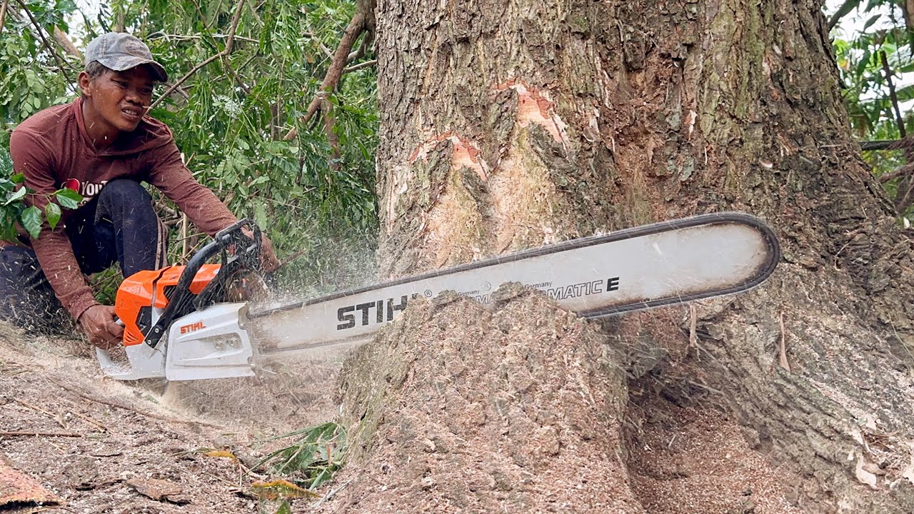 Stihl ms 881 first start & cutting ‼️ Cut down 2 decades old trees.