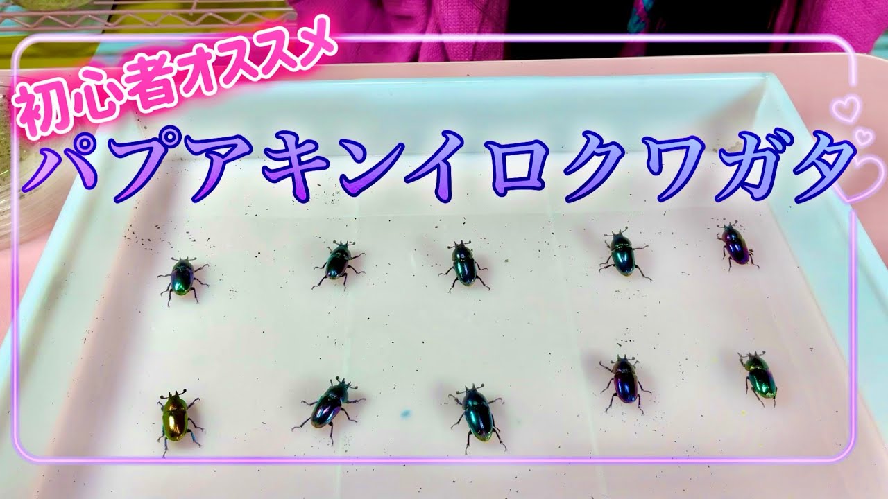 宝石みたいなクワガタが羽化したよ💖