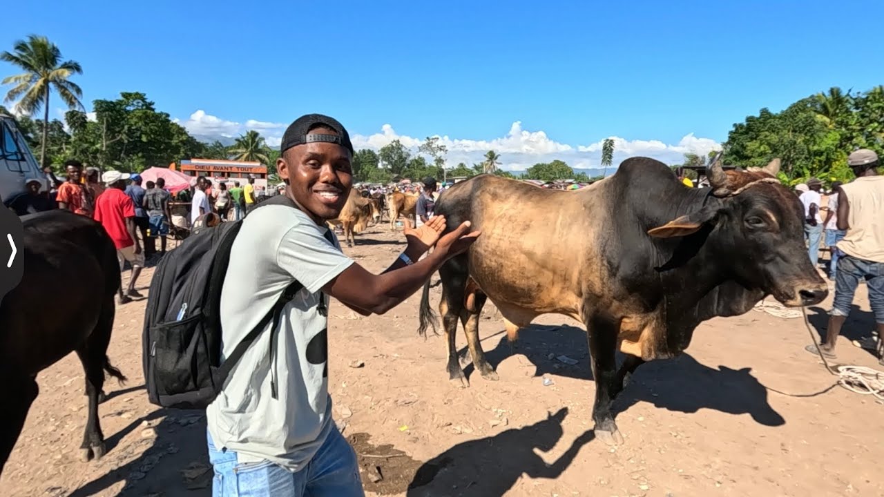 Vin gade pri yon bèf en Haiti nan mache disis okay