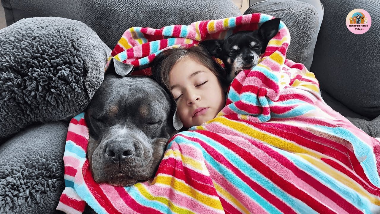 Why Our Adopted Pitbull Labowski Sneaks Into Scarlet’s Bed Every Night