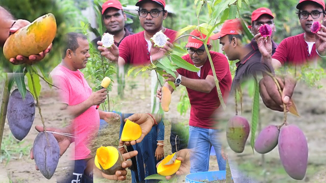 Original Miyazaki Mango की स्वाद केसाहे आज खाके देखेंगे | Commercial colorful mango | Ananya Nursery
