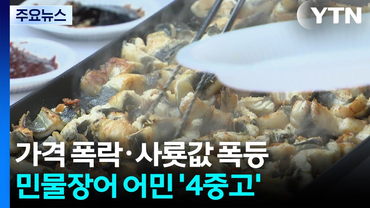 가격은 폭락, 사룟값은 폭등...민물장어 어민 '4중고' / YTN