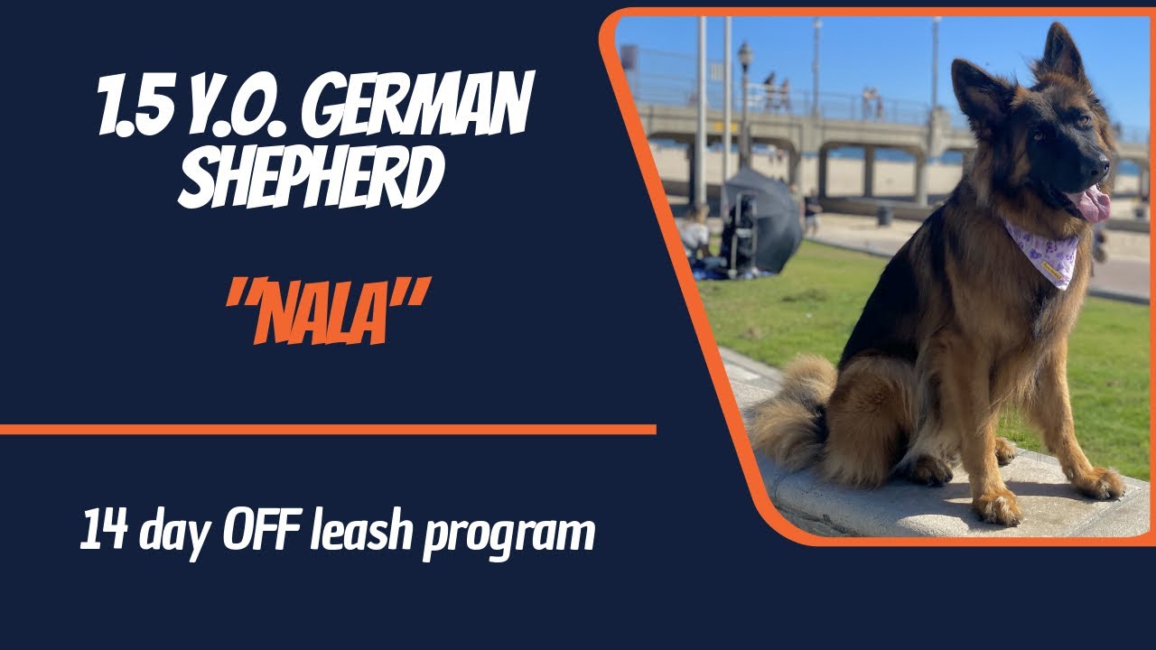 GERMAN SHEPHERD / DOG TRAINING