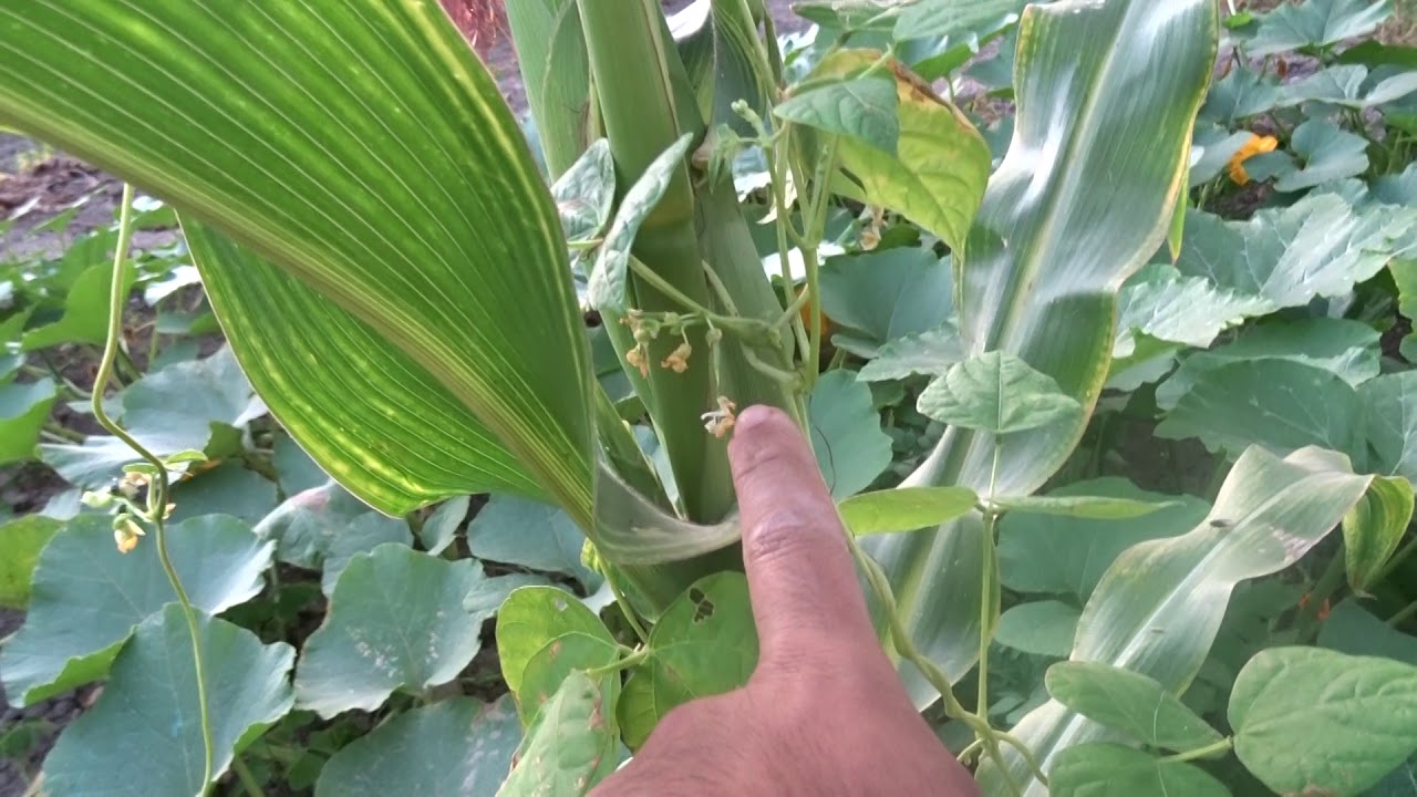 ou en est la milpa tour potager 14 juillet 2019