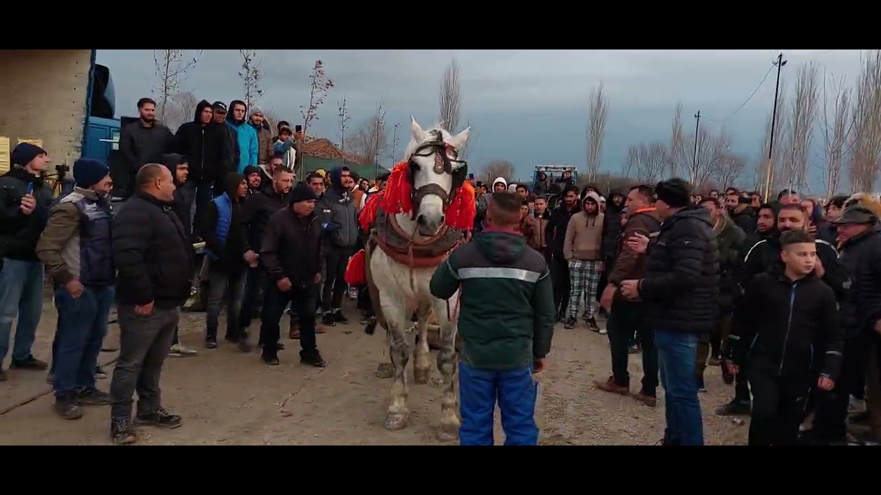 Bobi od Djokanov voznja na 1100kg saonice - Strumica 2022