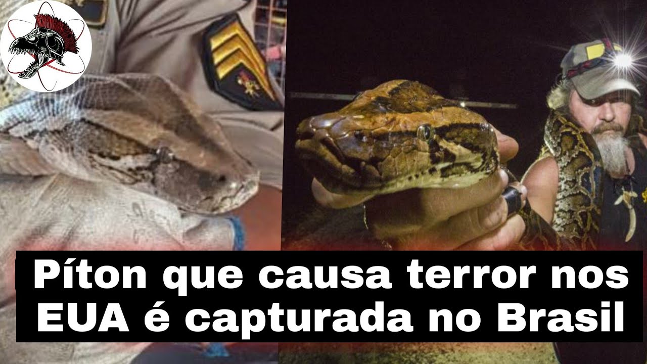 Caçadores de Pítons no Brasil? | Biólogo Henrique o Biólogo das Cobras