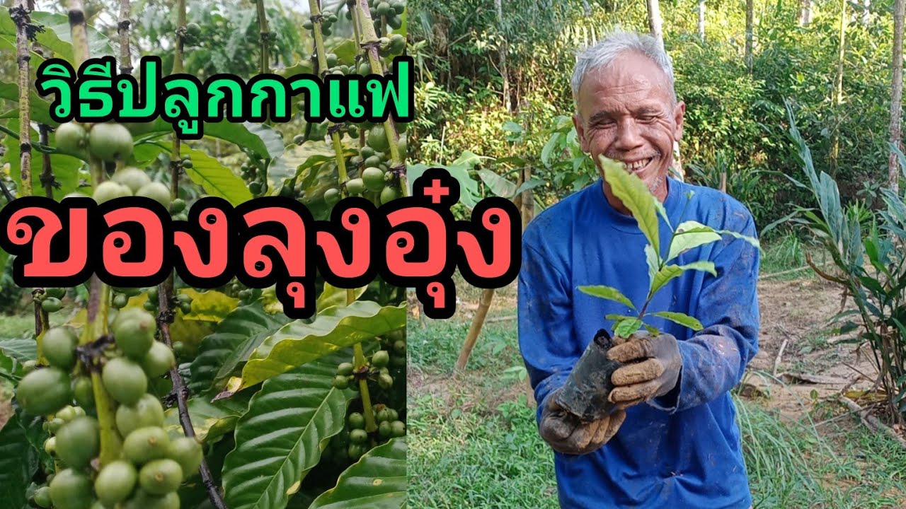 วิธีปลูกกาแฟ ของลุงอุ๋ง#กาแฟราคาดีมาก