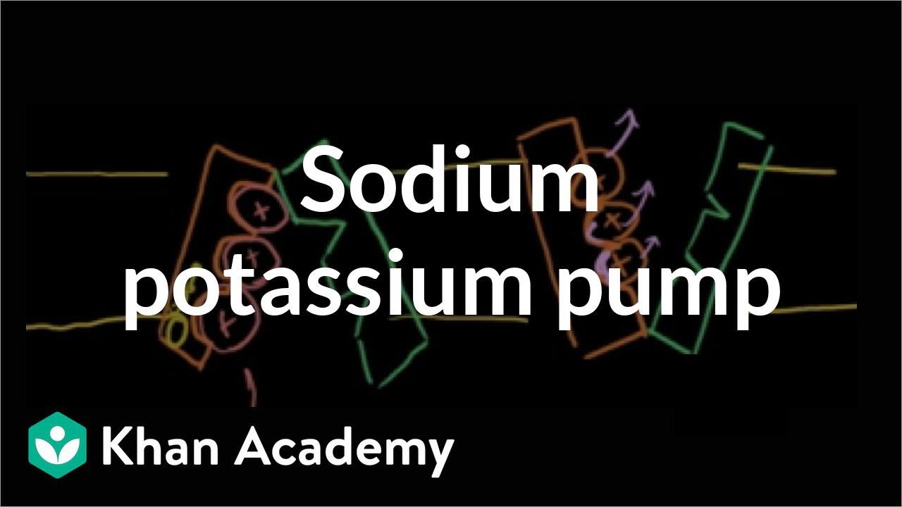 Sodium-potassium pump | Cells | MCAT | Khan Academy