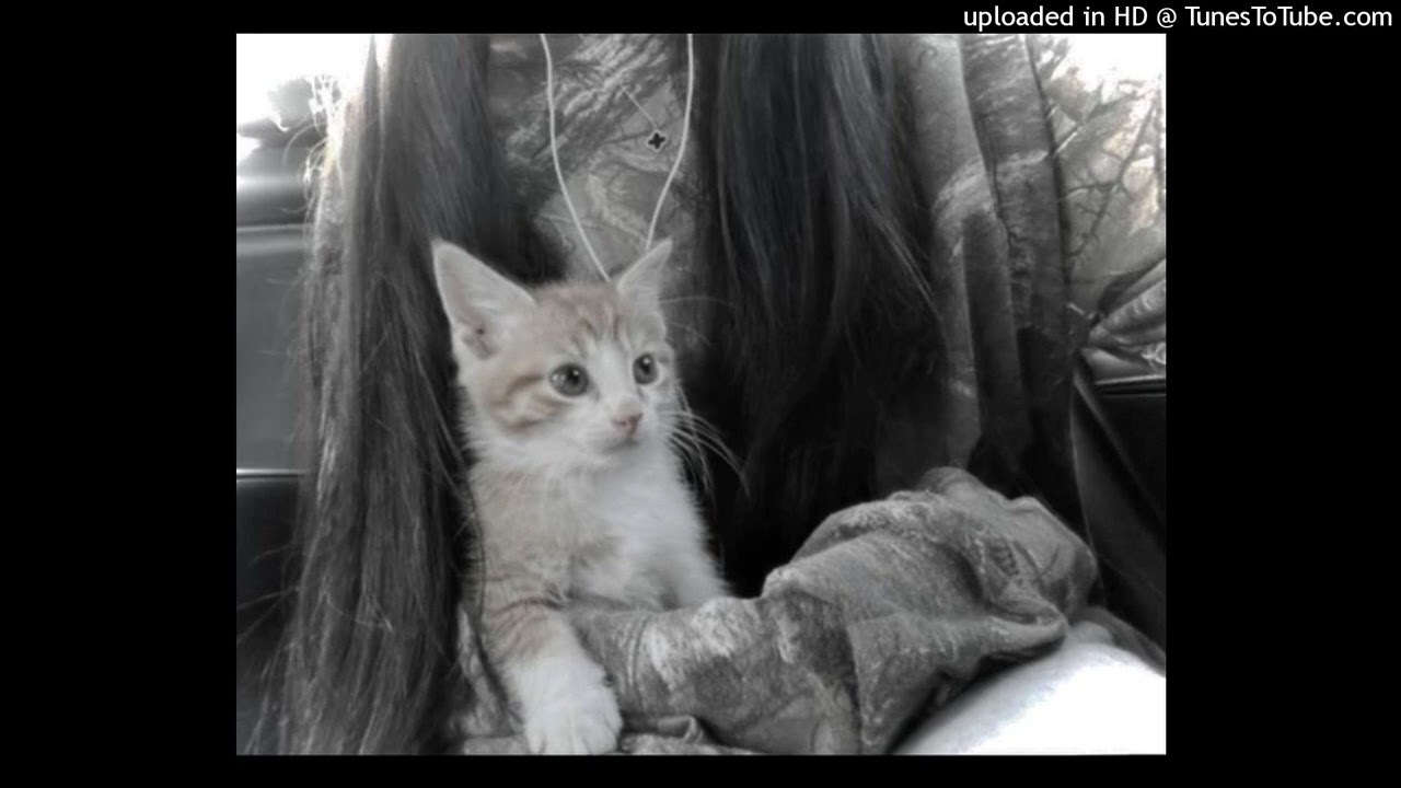lucy bedroque ginseng misogi che prettifun type beat
