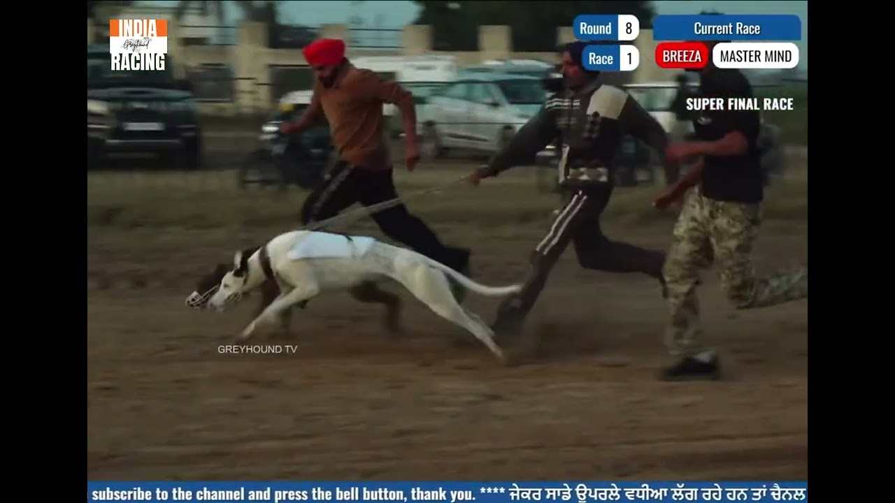 SUPER FINAL RACE || BREEZA vs MASTER MIND || GREYHOUND RACES ||