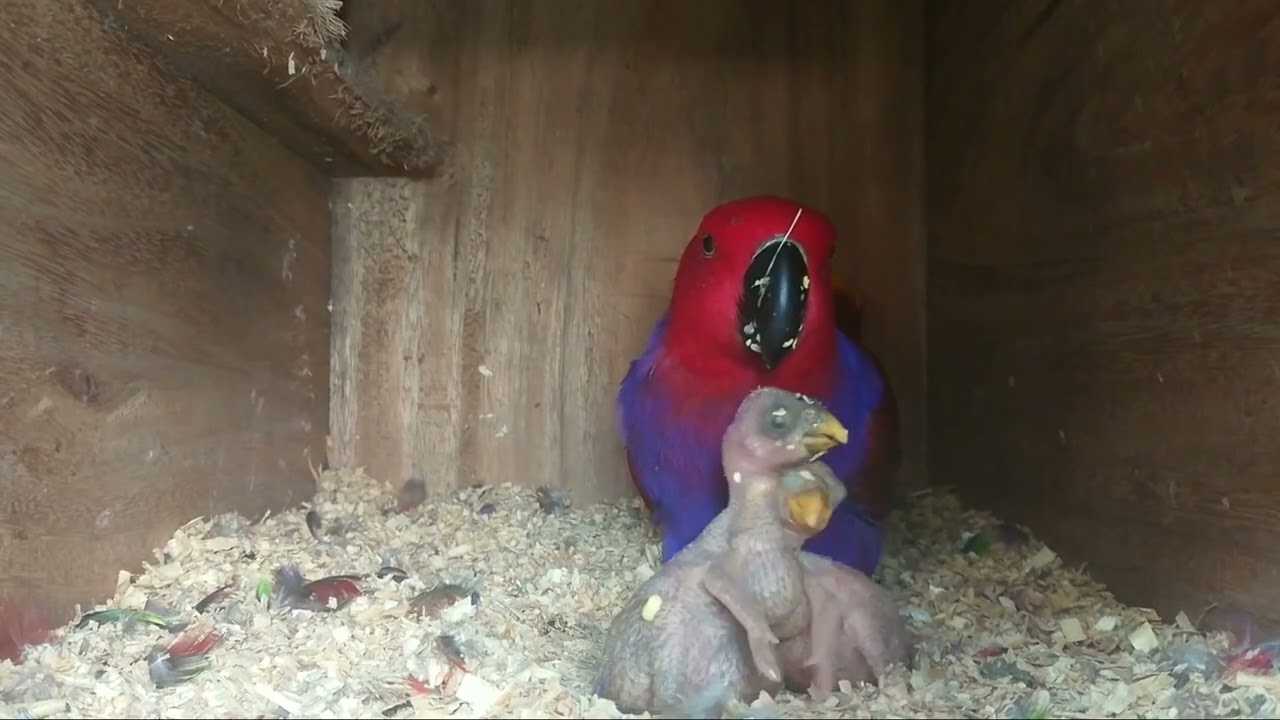 VEJA O DESNVOLVIMENTO DO FILHOTE DE ECLETUS #babybird #babybirds #filhotes #petbird #petlovers