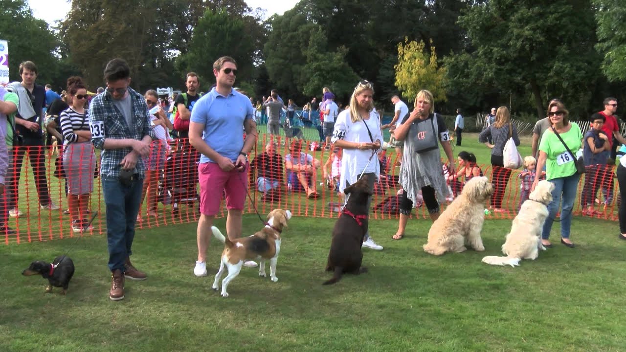 Chiswick House Dog Show 2014
