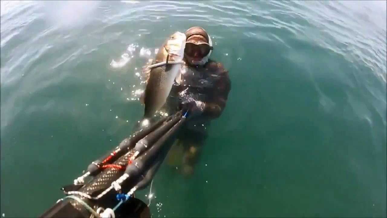 MICHELANGELO #ROISUB Barracuda 4,5 KG Branzino 1,6 KG #SPEARFISHING