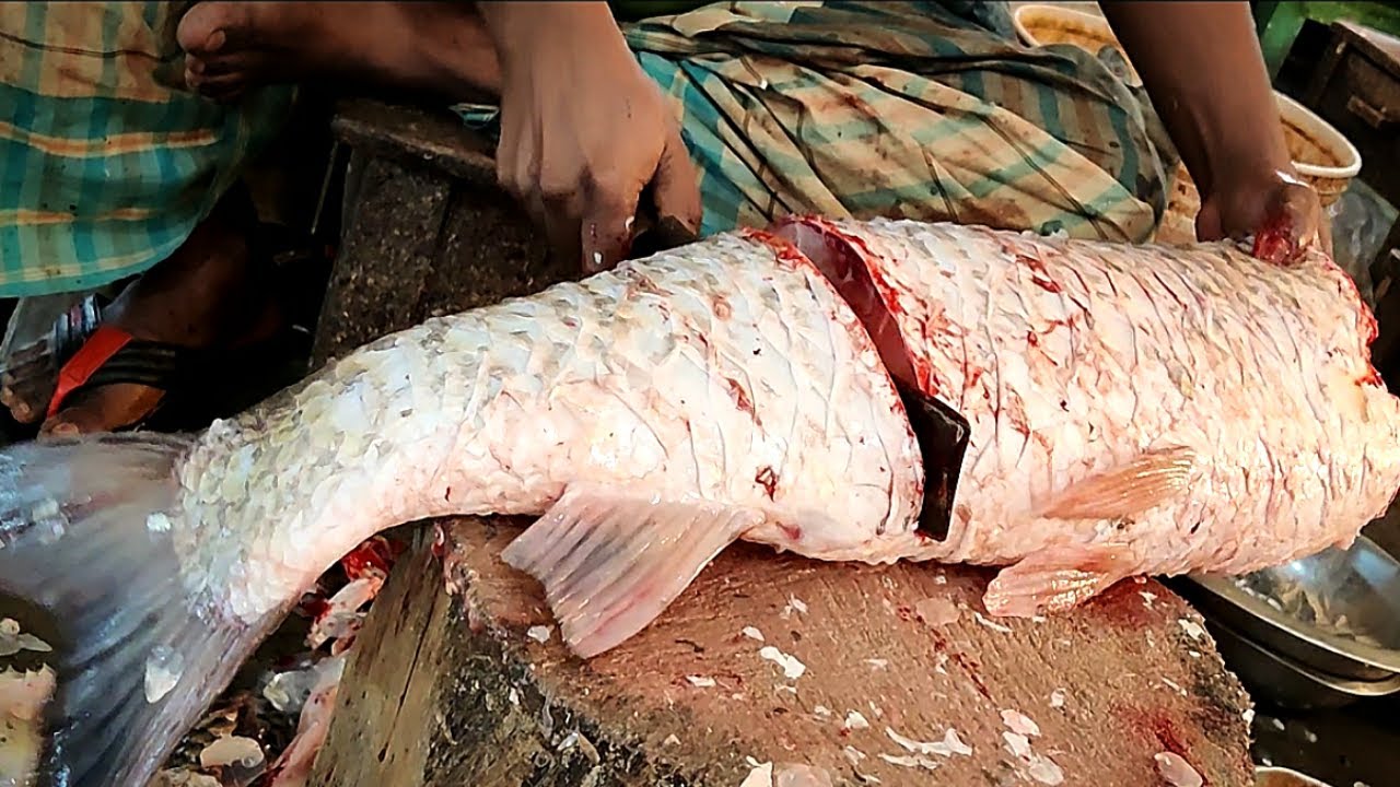 Amazing Cutting Skills | Giant GRASS CARP Fish Cutting By Expert Fish Cutter