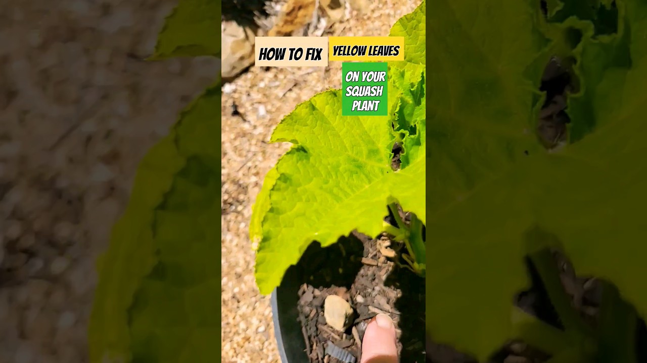 How To Fix Yellow Leaves on Your Squash Plant #shorts