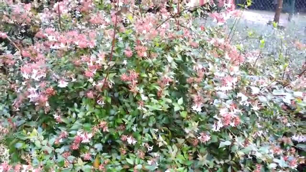 Abelia grandiflora  -  TUINVRIEND.NL