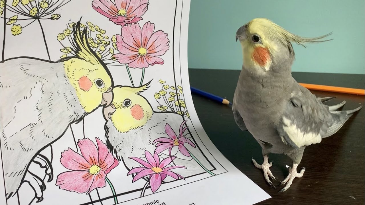 Coloring In With Birbs