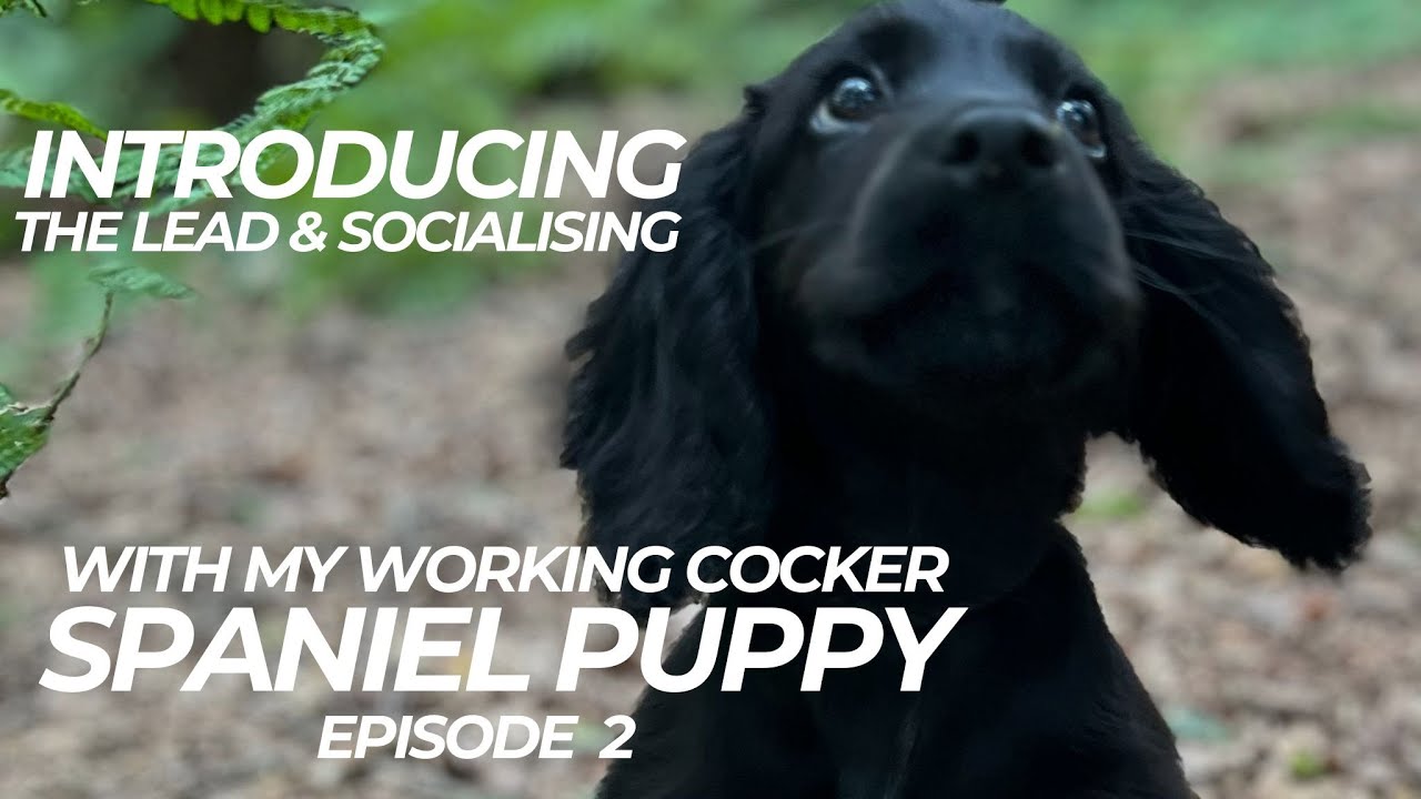 Nelly The Working Cocker Training Vlog Ep 2 | The Dog Therapist