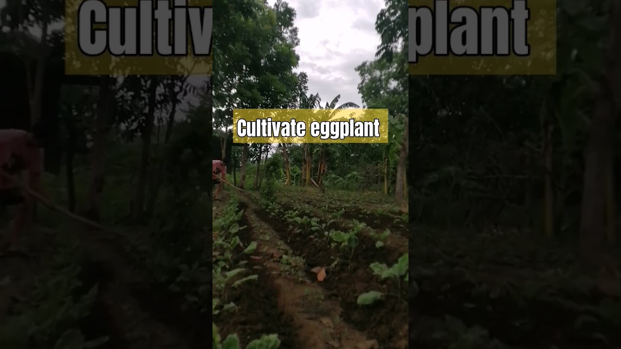 cultivate to grow eggplant #probinsyalife #backyardfarm #Onebigtime #music