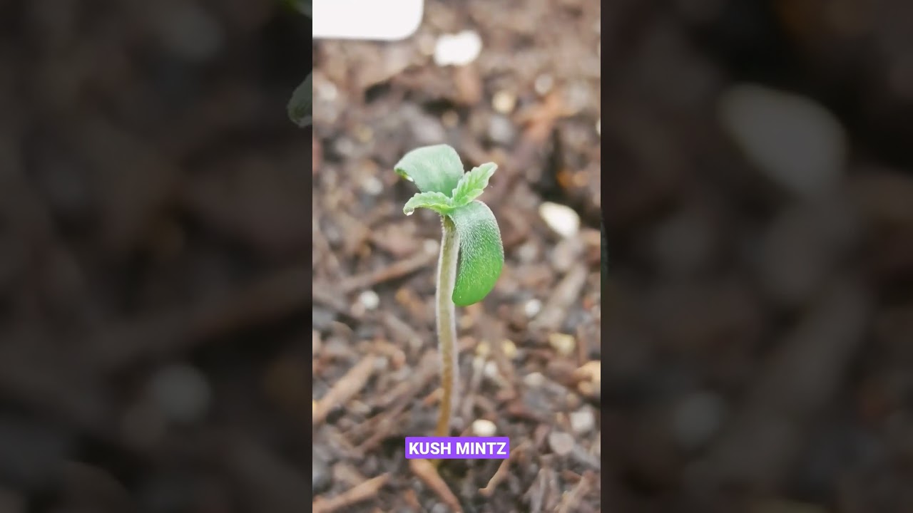 Schnelles Wachstum! 🚀🥦 #grow Tag 5🌱