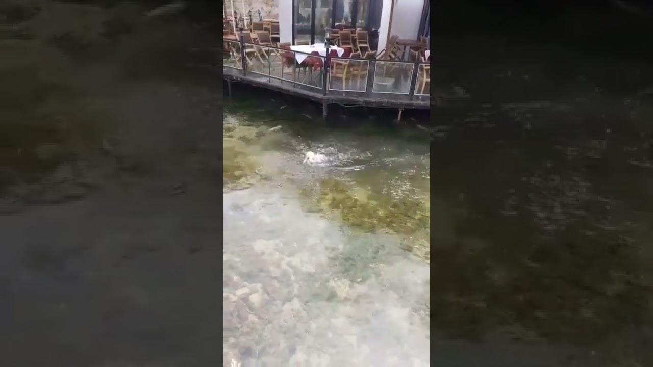 Fresh fish at the Restorant Burimi Gurr&euml;s in Poslisht close to Prizrenit