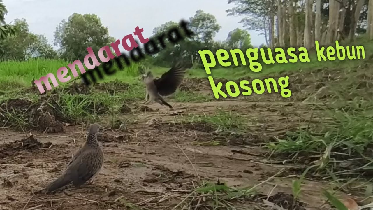 JERGOT MANIS