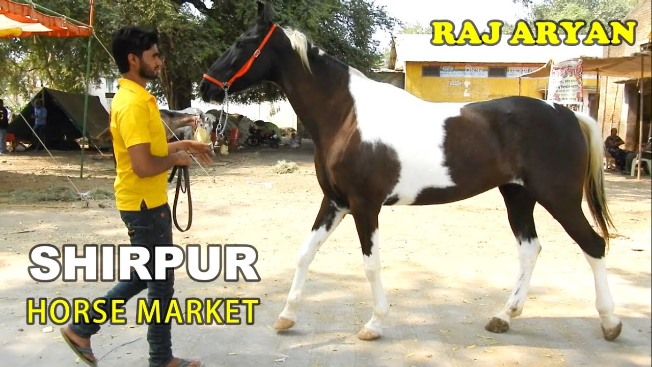 एक से बडकर एक घोड़े लाए  RAJ ARYAN ने SHIRPUR मंडी मे