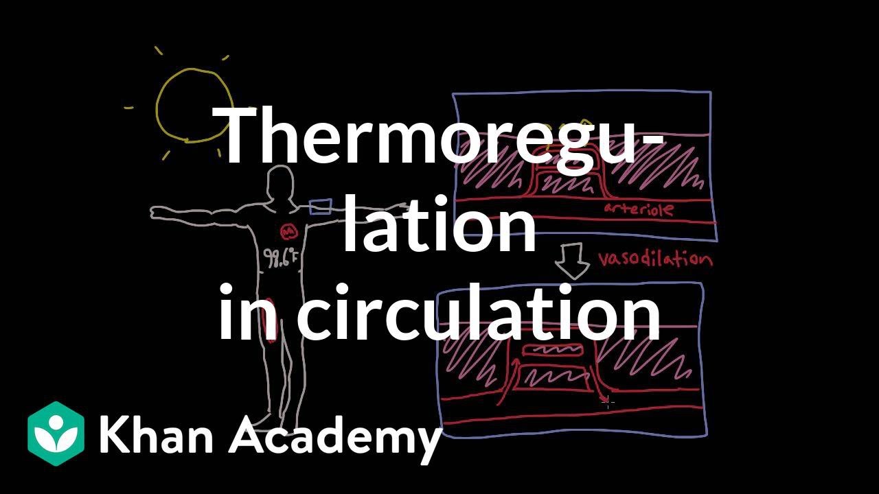 Thermoregulation in the circulatory system | Circulatory system physiology | NCLEX-RN | Khan Academy