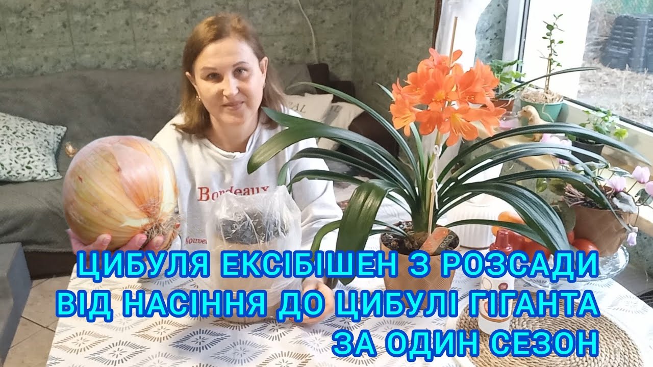 Секрети вирощування ЦИБУЛІ З РОЗСАДИ🧅СІЮ У РАВЛИК#розсадацибулі#цибуляексібішен#цибулязрозсади#город