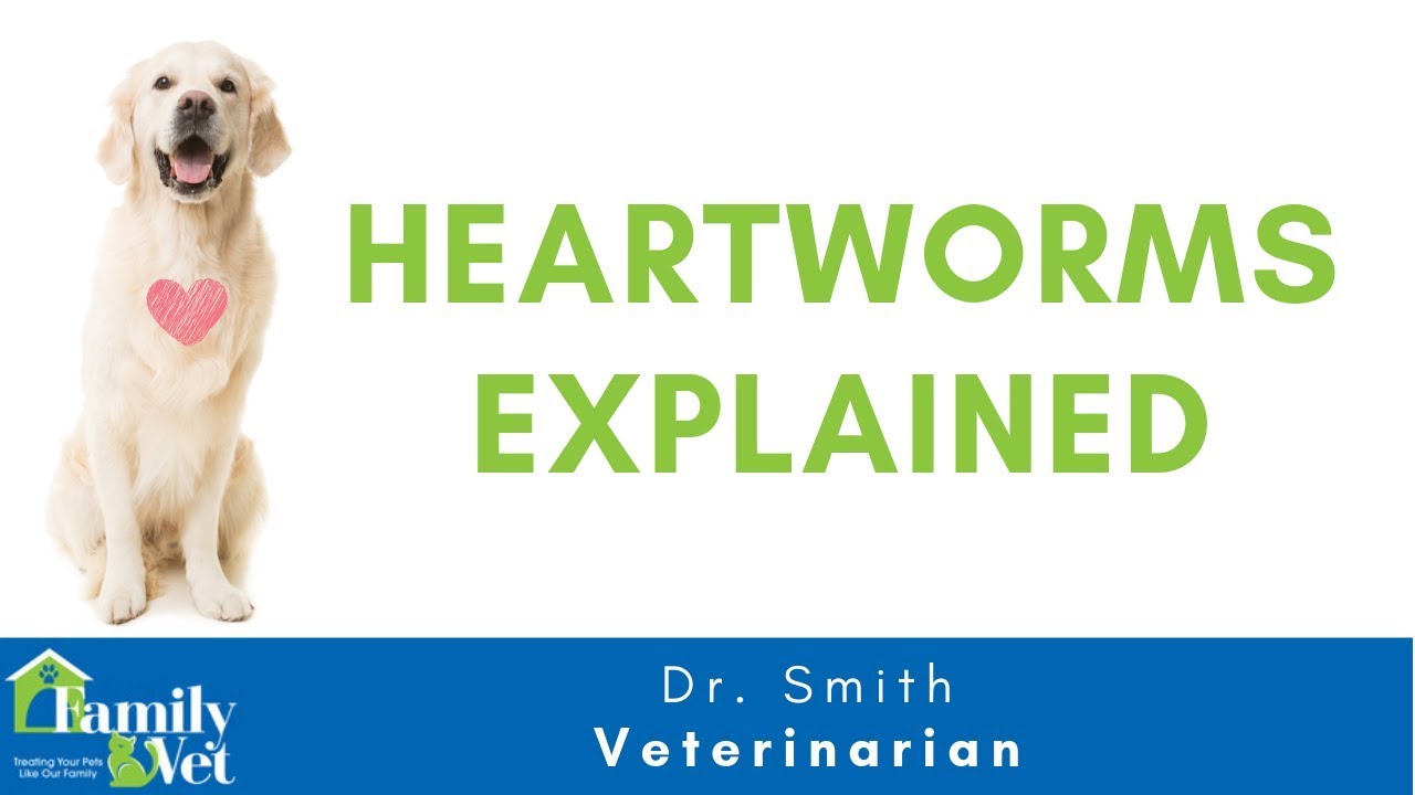 Heartworms in Dogs and Cat Explained by Dr. Smith