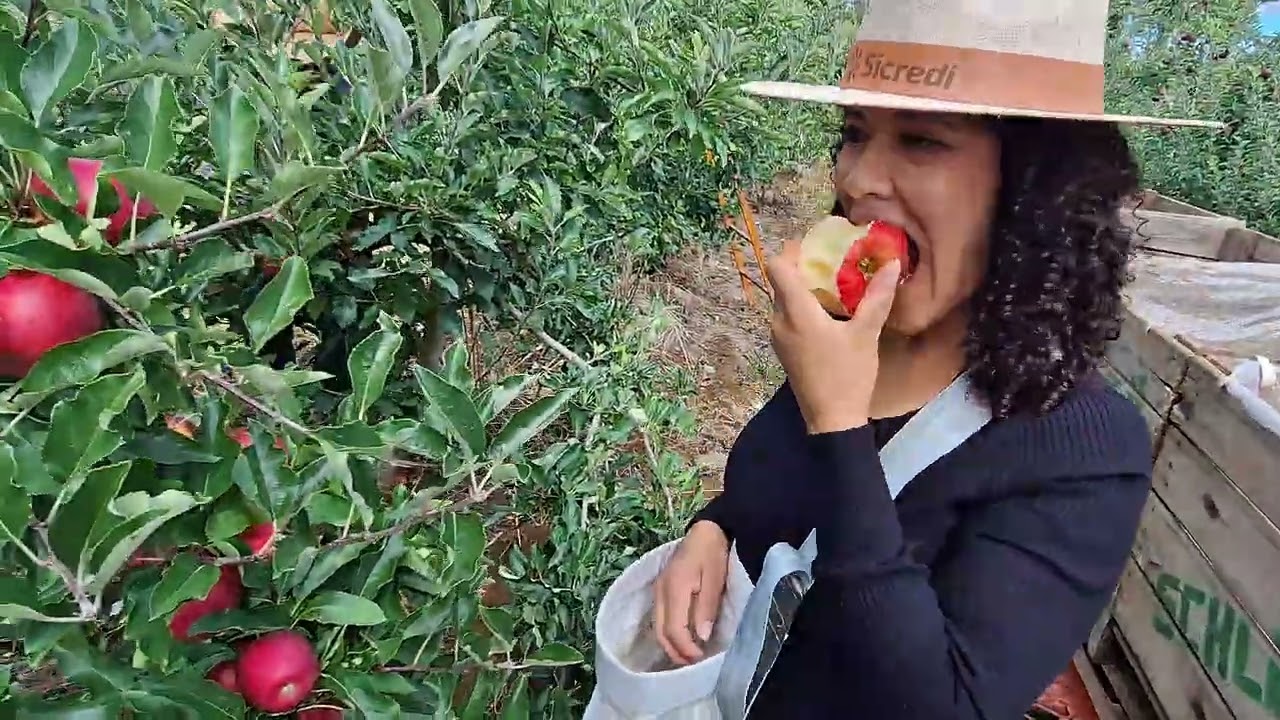 Colheita de maça en Santa Catarina!